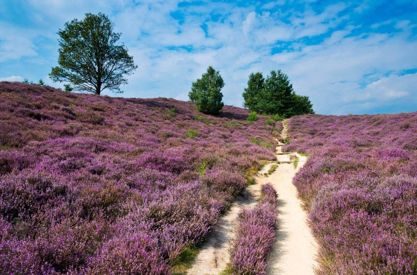 National Park De Hoge Veluwe, Gelderland Province, Netherlands
